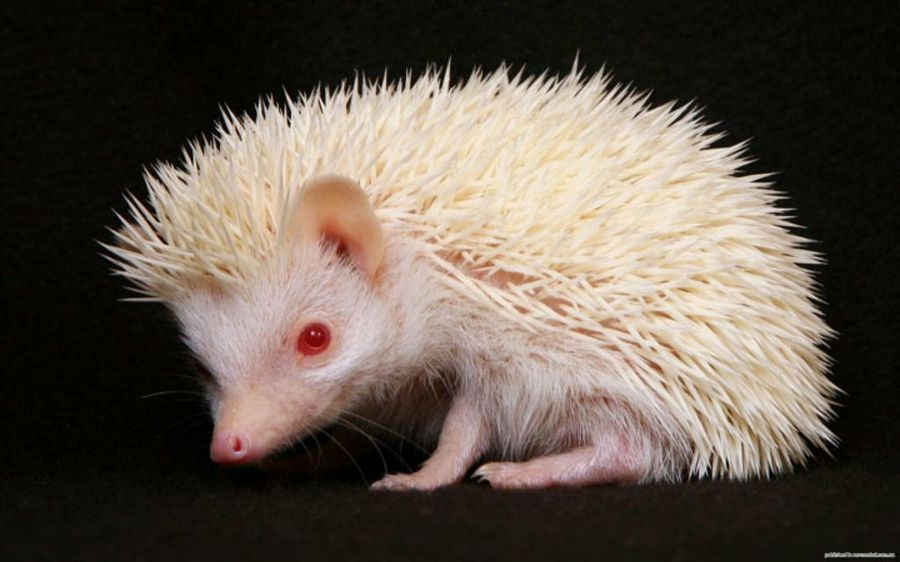 Erizo albino animales albinos