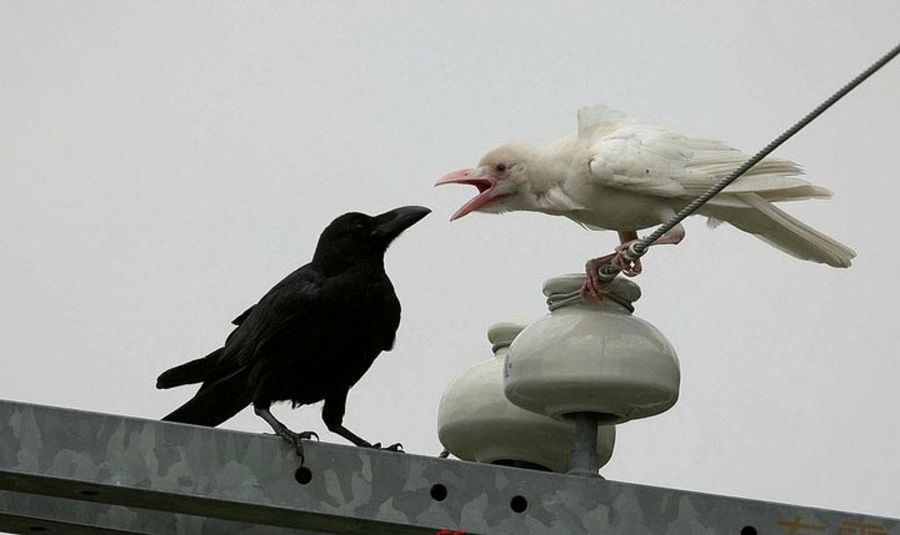 Cuervo albino animales albinos