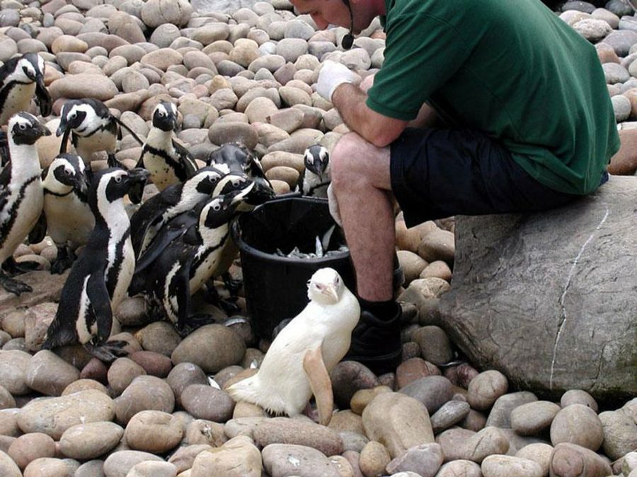 pingüino albino animales albinos