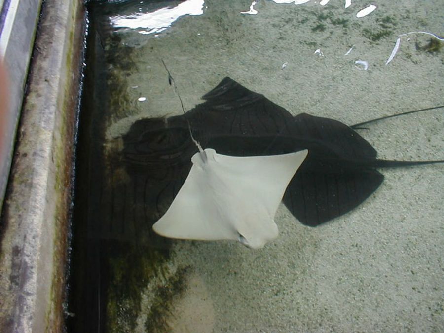 Manta albina animales albinos