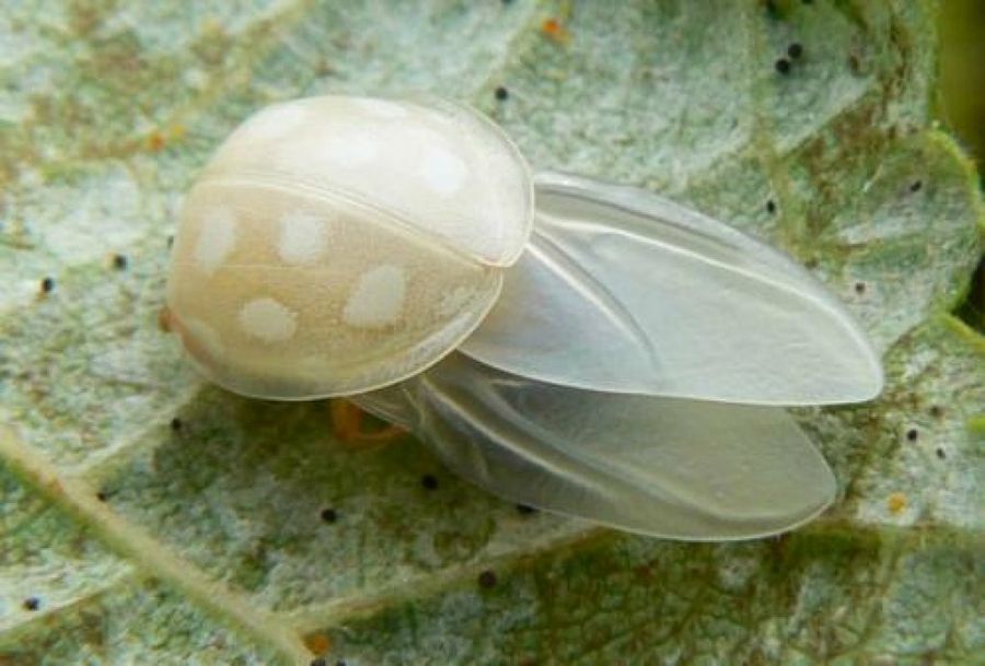 Mariquita Albina animales albinos