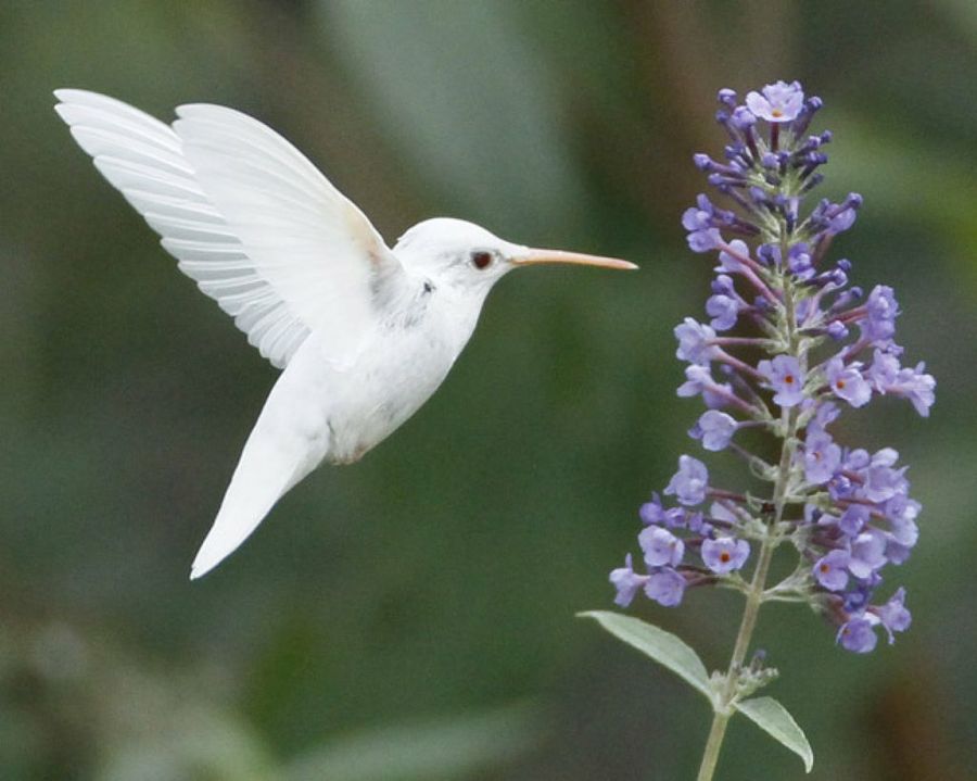 Colibrí albino animales albinos