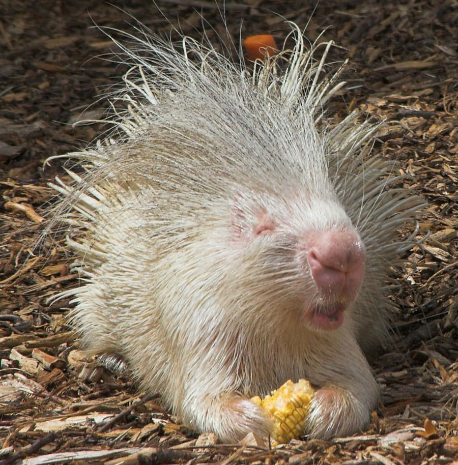 Puercoespín albino animales albinos