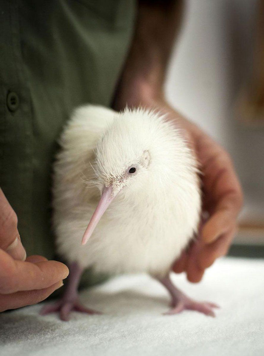 Kiwi albino animales albinos