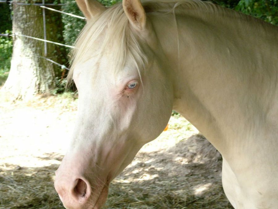 Caballo albino animales albinos
