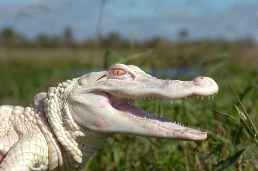 Cocodrilo albino animales albinos