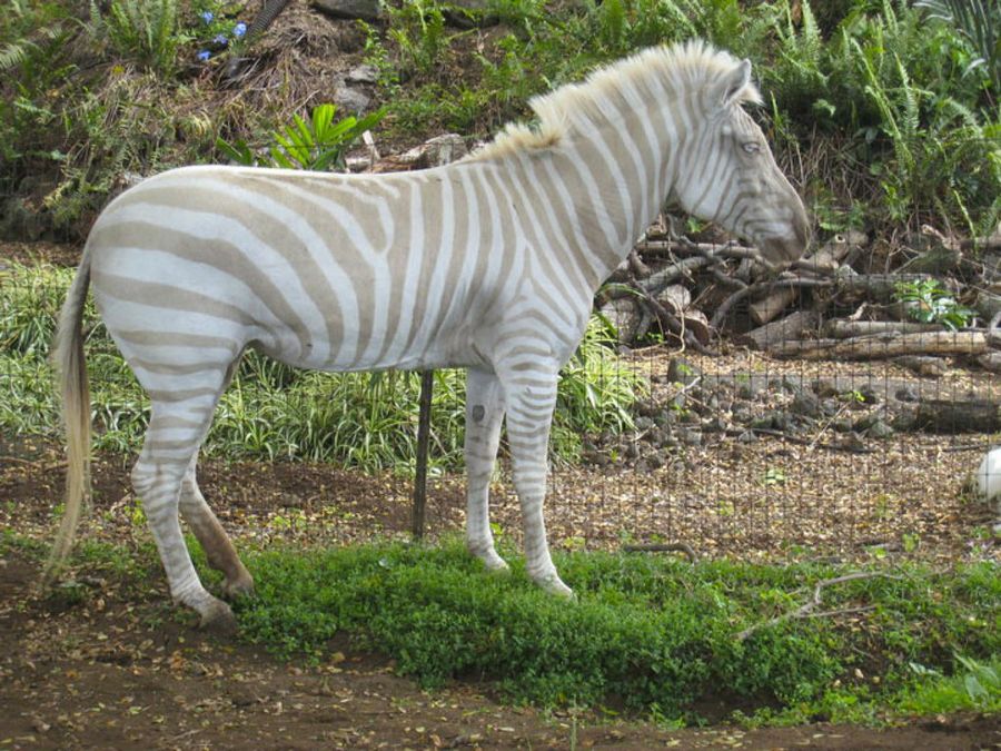 Cebra albina animales albinos