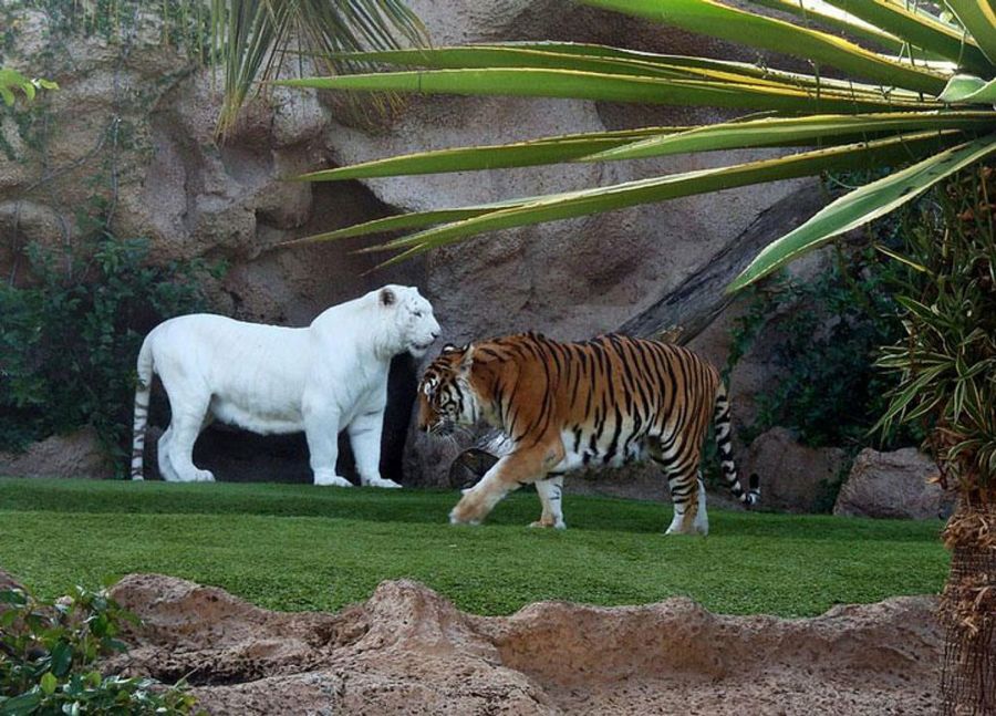 Tigres blancos (albinos) animales albinos