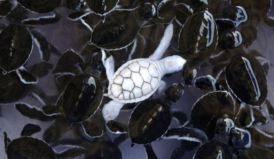 Tortuga blanca (albina) animales albinos