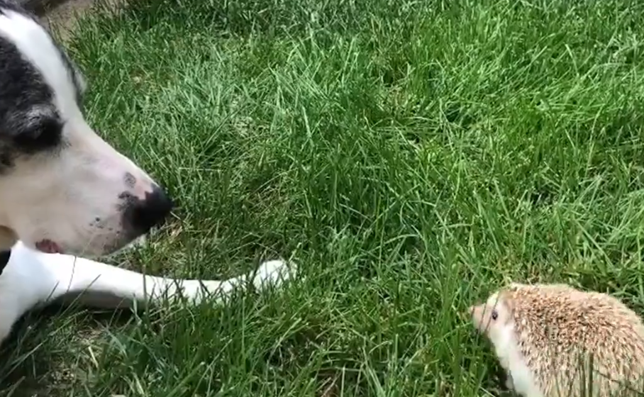 Un erizo y un perro juntan el hocico la primera vez que se ven