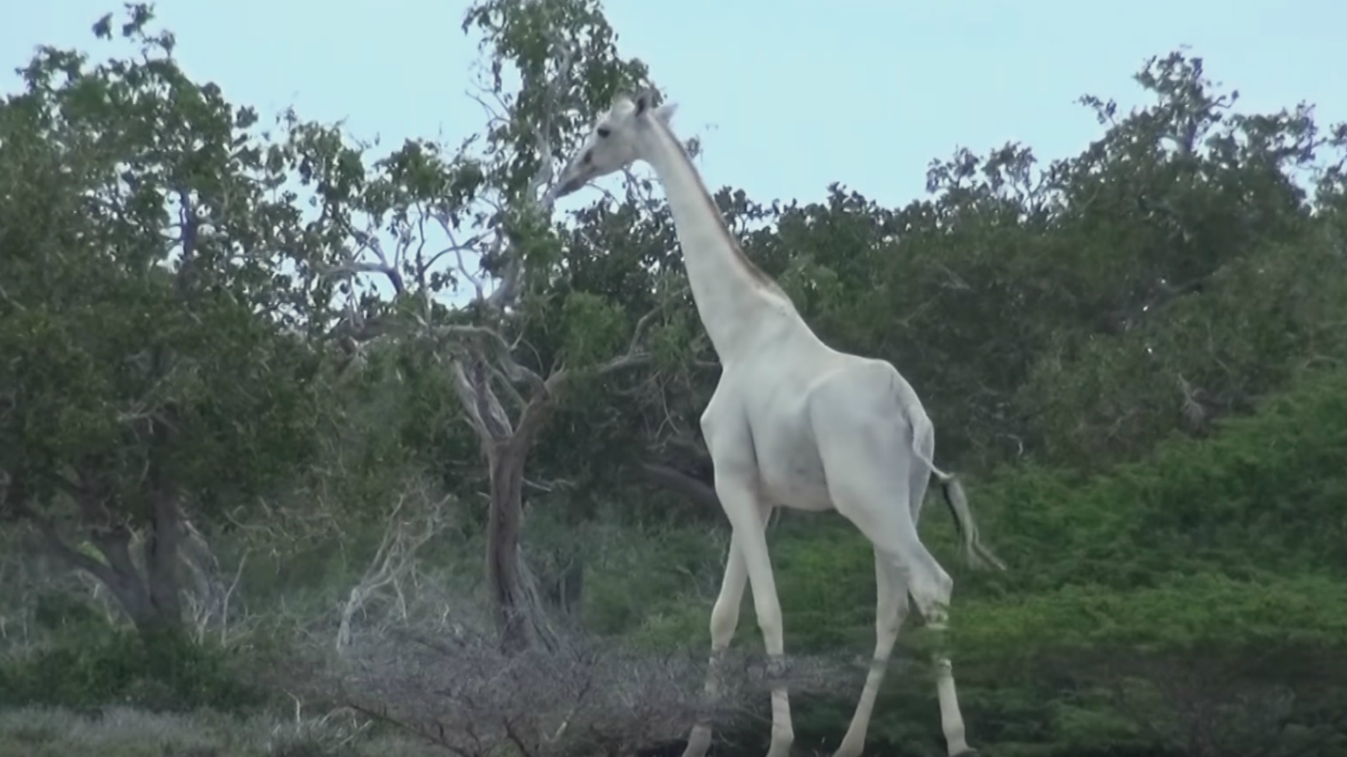 jirafas blancas