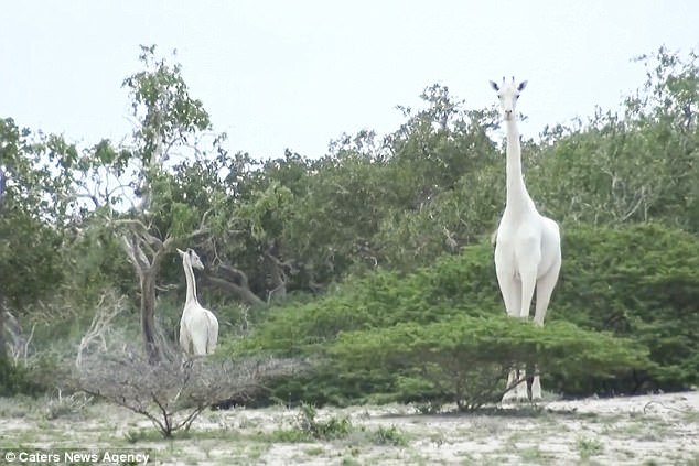 jirafas blancas