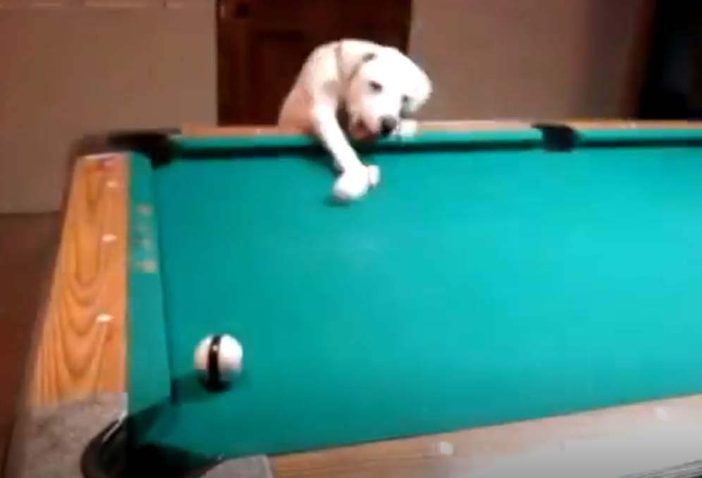 Este perro tiene unas increíbles habilidades para jugar al billar
