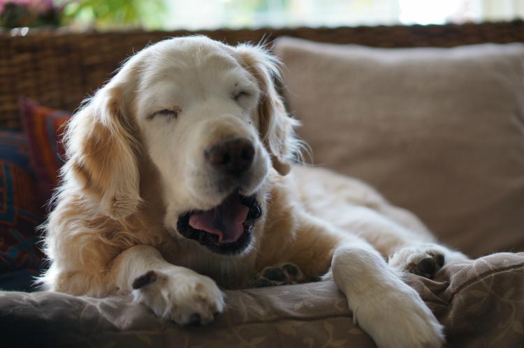 veterinarios-revelado-mascotas-buscan-duenos-antes-fallecer
