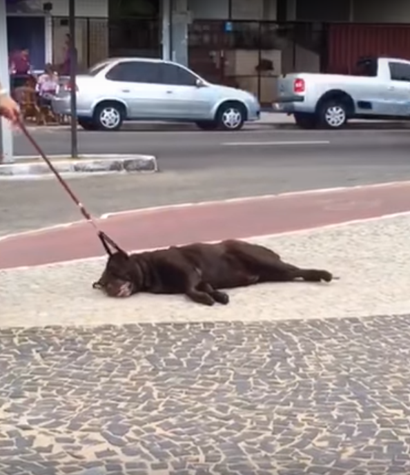 perro perezoso