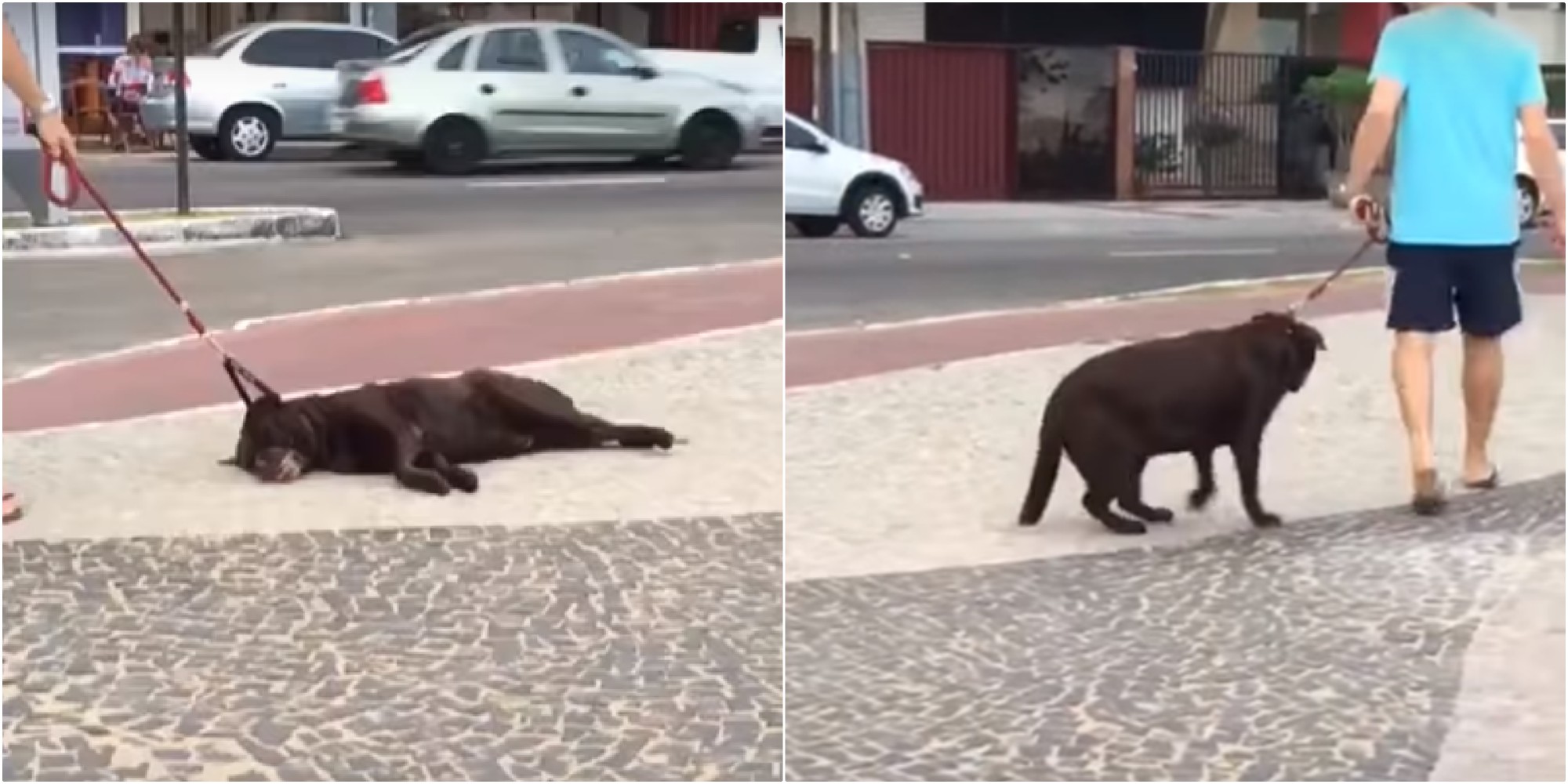 pasear perro perezoso