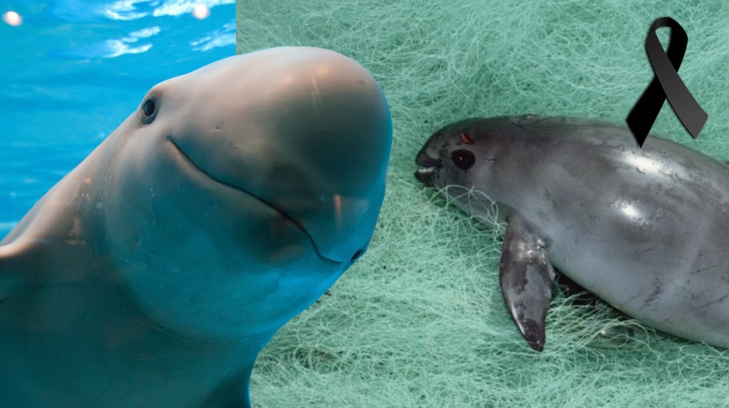 Ha Aparecido Otra Vaquita Marina Sin Vida Van Directos A La Extinci n