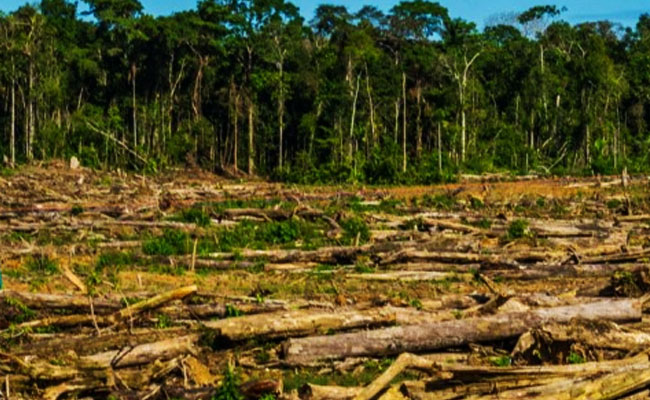 AMAZONIA 2
