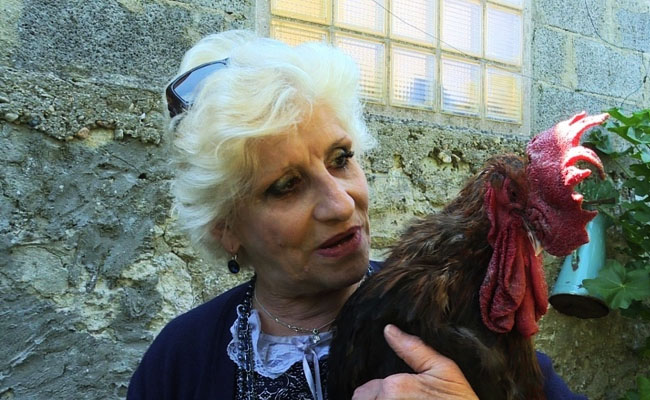 Gallo-demandado