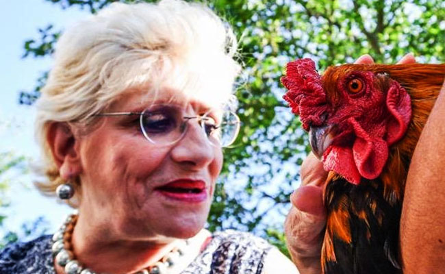 Gallo-demandado