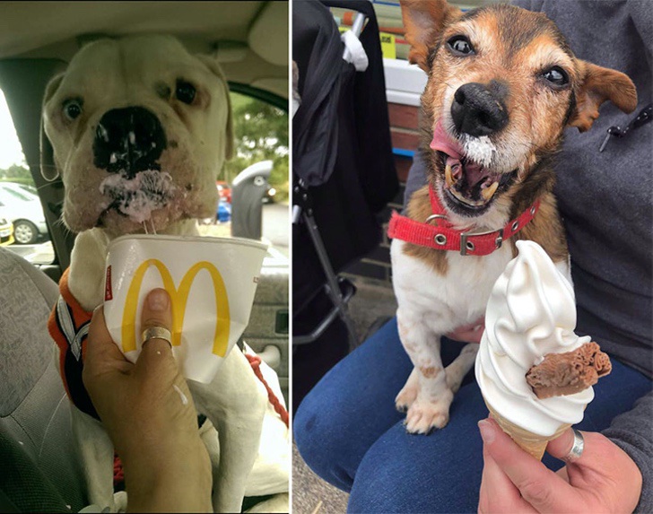 Estos perros con enfermedades incurables celebran comiendo helado sus últimos días gracias a la idea de esta joven1