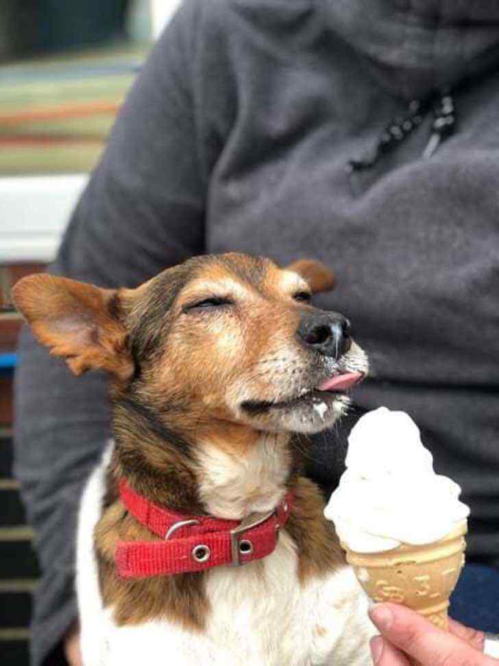 Estos perros con enfermedades incurables celebran comiendo helado sus últimos días gracias a la idea de esta joven1