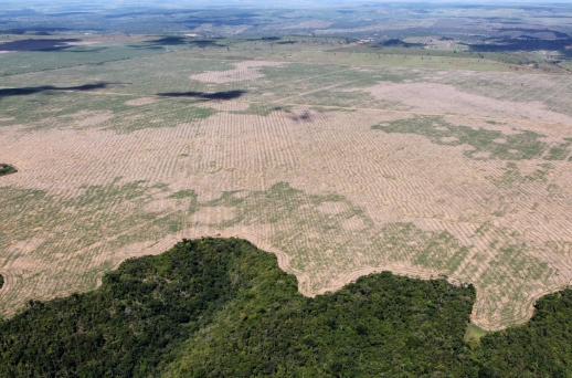 Empresas-impacto-deforestación