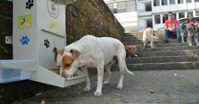 Perros-callejeros-comida-gratis