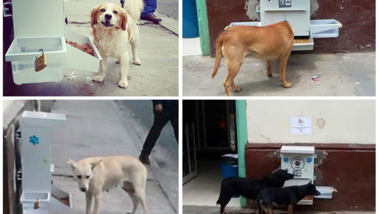 Perros-callejeros-comida-gratis