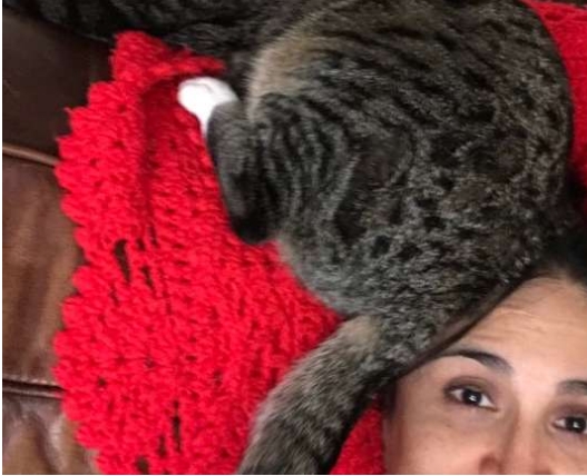 Gato-desaparecido