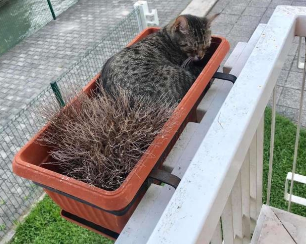 Gato-desaparecido