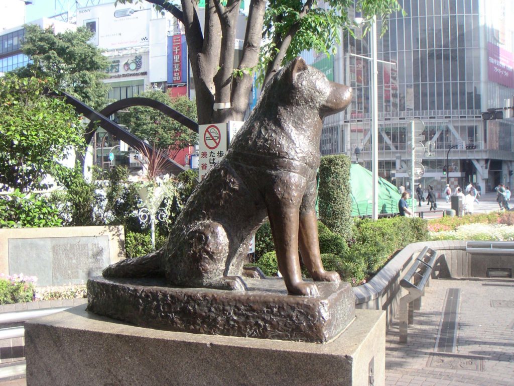 Un perro asombrosamente fiel en Mongolia nos recuerda al legendario Hachiko1