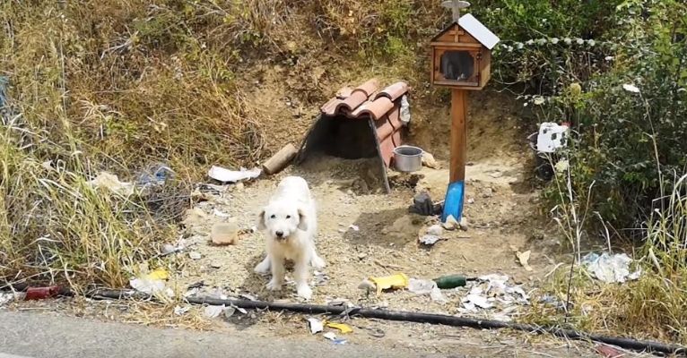 Un perro fiel ha esperado año y medio a su dueño