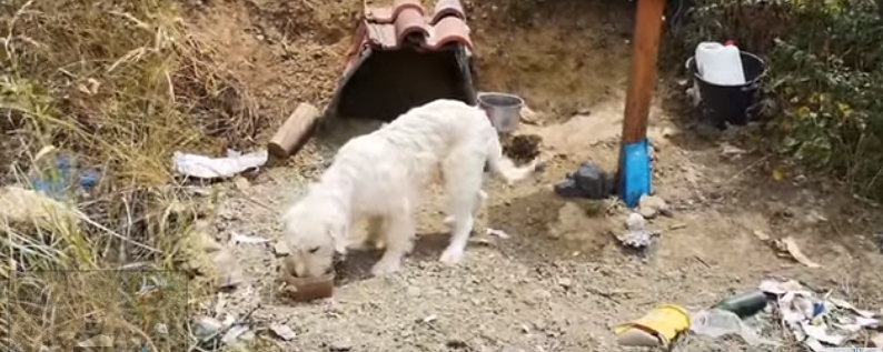 Un perro fiel ha esperado año y medio a su dueño1