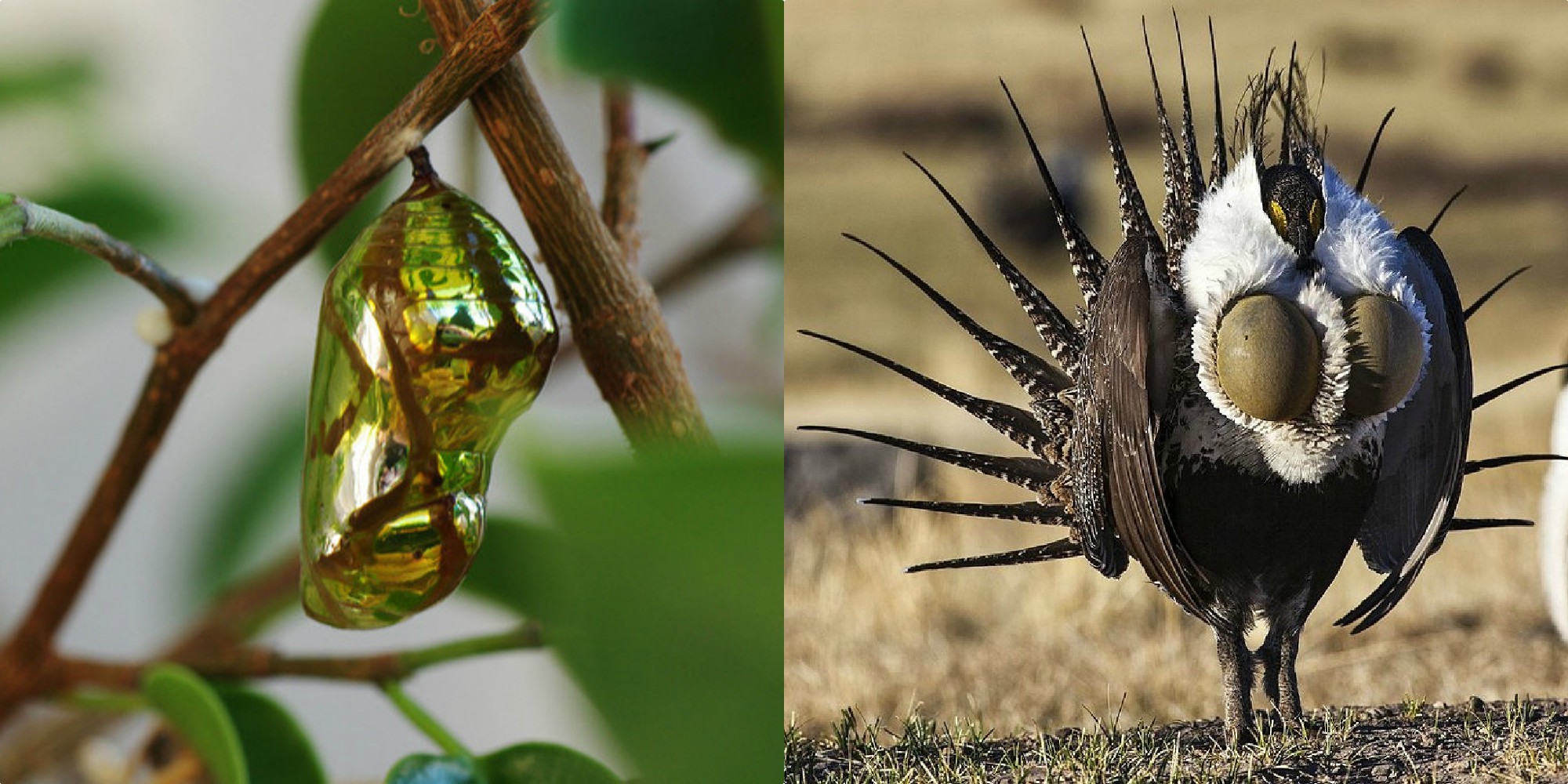 Imágenes nos demuestran la gran belleza que se esconde en la naturaleza ...