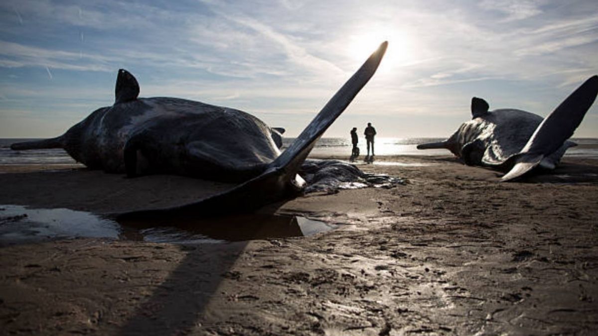 ballenas muertas
