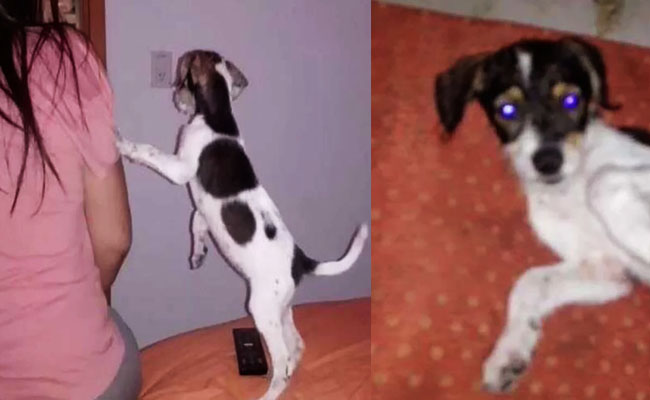 ciclista-cachorro2