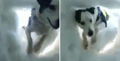 Se enterró debajo de la nieve y su perro lo rescato