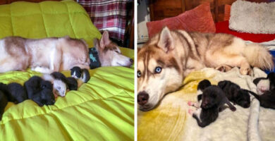 Gran instinto de un perro salvo la vida de siete gatos