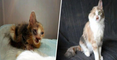 Niña rescata a gatita que nadie quería y le da una nueva vida