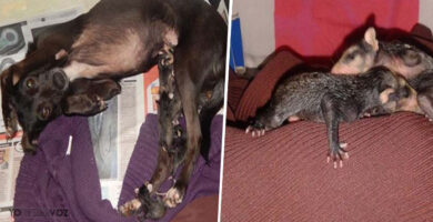 Perrita adopto zariguyeas después de perder a su madre