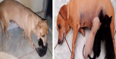 Perrita nunca había sido madre pero comenzó a lactar para alimentar a estos gatitos