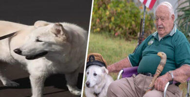 Perrito rescatado de la eutanasia por este gran héroe veterano de guerra