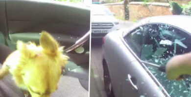 Policía rompio el cristal de un coche y rescato la vida de este perro encerrado