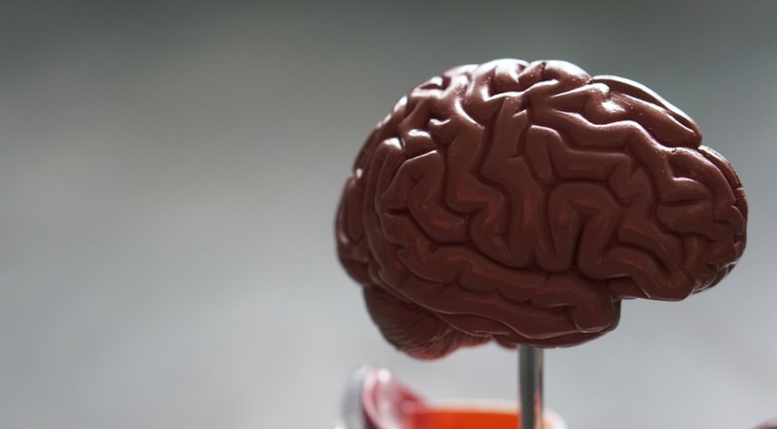 cuerpo-humano-cerebro
