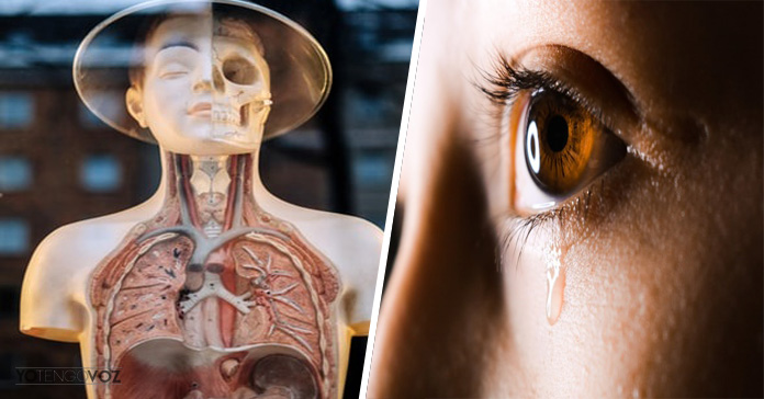 curiosidades-cuerpo-humano