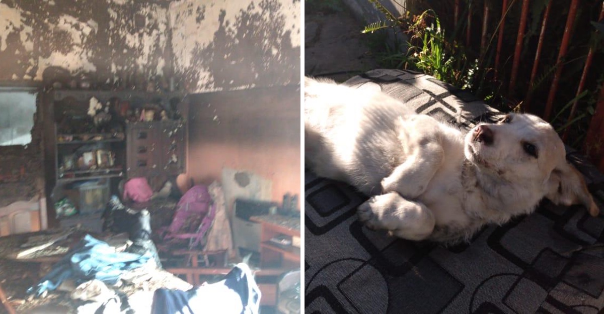 Actos admirables Un incendio atrapó a un perrito en Argentina, este no podía respirar por lo que bomberos le aplicaron RCP para salvarlo