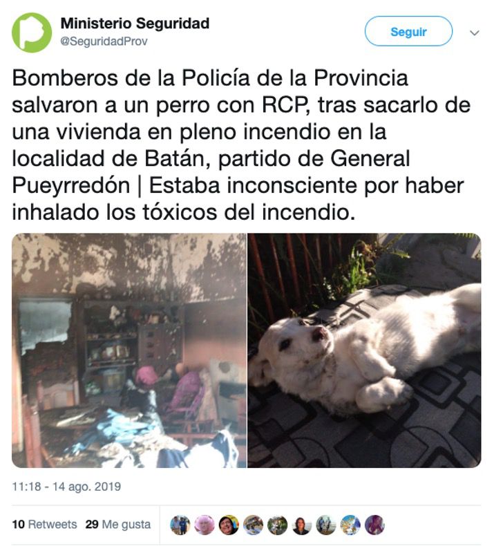 Actos admirables Un incendio atrapó a un perrito en Argentina, este no podía respirar por lo que bomberos le aplicaron RCP para salvarlo