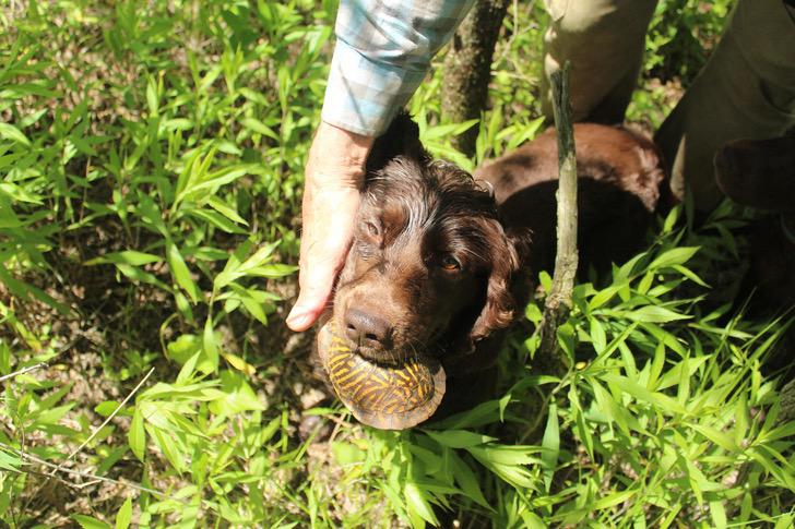 Asombroso: perros entrenados rastrean a tortugas en peligro de extinción para preservar su especie