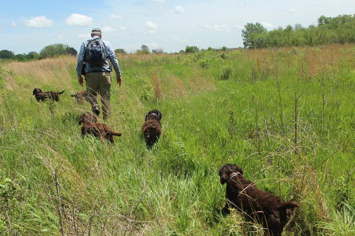 Asombroso: perros entrenados rastrean a tortugas en peligro de extinción para preservar su especie